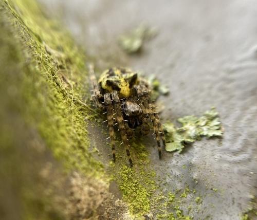 Réf. 296 457 : Gibbaranea gibbosa